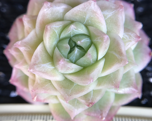 多肉アン✡️桜蓮✡️命名 エケベリア 多肉 抜き苗 ピンク 多肉アン✡️桜蓮✡️命名 抜き苗 ピンク エケベリア 多肉