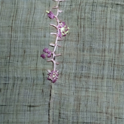 桜　春　桜色のノレン 3枚目の画像