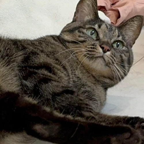 猫 犬 羊毛フェルトブローチ オーダー受付 - メルカリ
