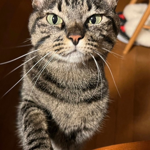 羊毛フェルト。猫。オーダーNo.82 羊毛フェルト。猫。オーダーNo.82