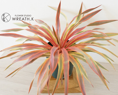 ユッカ　グロリオサ　ブライドスター 498bs-1r.jpg