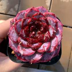 農園直売 多肉植物 寄せ植え エケベリア属 レッドベルベット（単） Echeveria 'Red Velvet' 選抜超 1枚目の画像