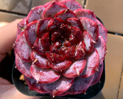 Top【選抜株】多肉植物　22047 レッド　ベルベット12個　鉢無し/脱土 レッドベルベット 多肉植物 抜き苗 多頭 - メルカリ