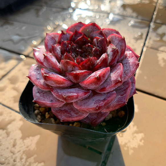 農園直売 多肉植物 寄せ植え エケベリア属 レッドベルベット（単） Echeveria 'Red Velvet' 選抜超 4枚目の画像