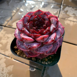 農園直売 多肉植物 寄せ植え エケベリア属 レッドベルベット（単） Echeveria 'Red Velvet' 選抜超 2枚目の画像