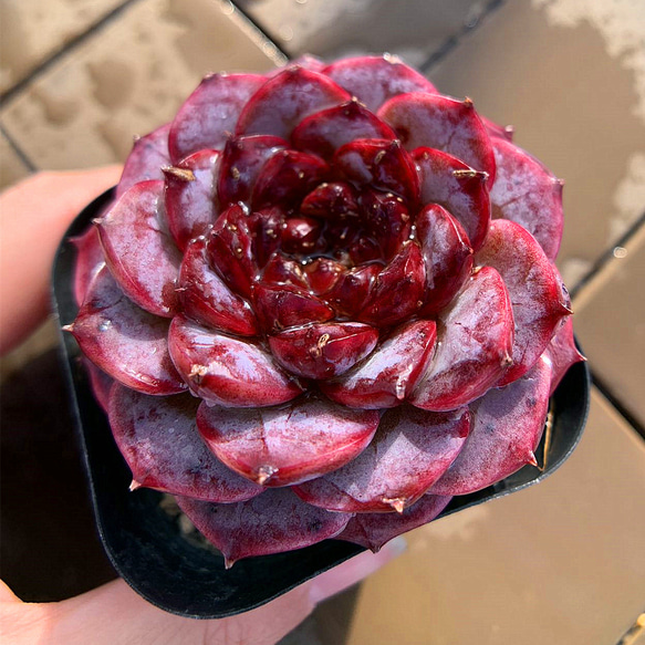 農園直売 多肉植物 寄せ植え エケベリア属 レッドベルベット（単） Echeveria 'Red Velvet' 選抜超 3枚目の画像