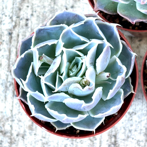 グラスボトル 根付き 韓国苗 エケベリア 多肉植物 多肉植物 プクニク