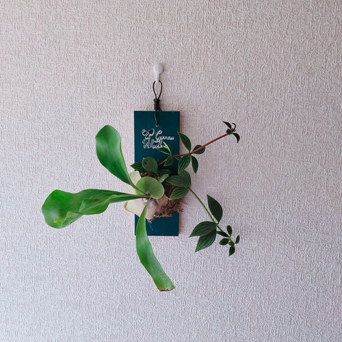 ミニ観葉植物 コウモリラン板付け ステンシルアート ビカクシダ 