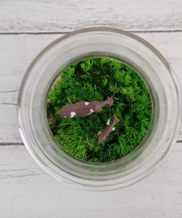 水のいらない苔リウム 5枚目の画像