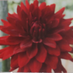 ダークレッド【紅映】花径20cm位の中大輪咲き秋田プランドダリア 深みのある色彩が美しい 2枚目の画像