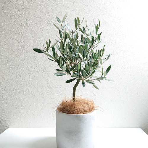 ○数量限定○新作○ 美樹形 希少 大きめ ”オリーブの木 鉢/受け皿