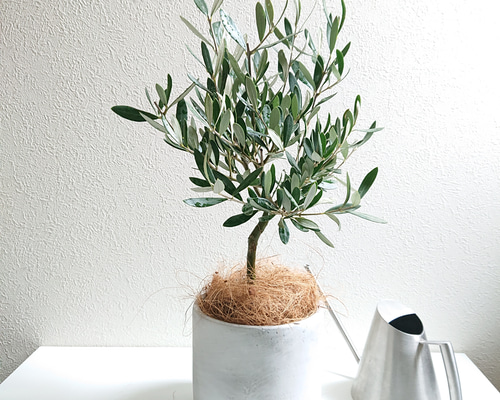 【希少】実生オリーブ b80eddf5a6b85bf3daff9be35243f1