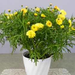 5b3c42217cdbac32f1de1d59b2c44c