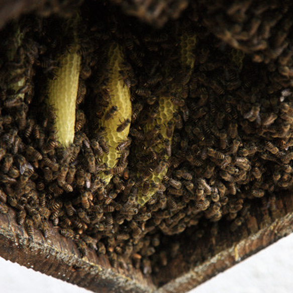 日本蜜蜂の巣みつ 100g 4枚目の画像