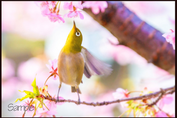 さくらにメジロ 1枚目の画像