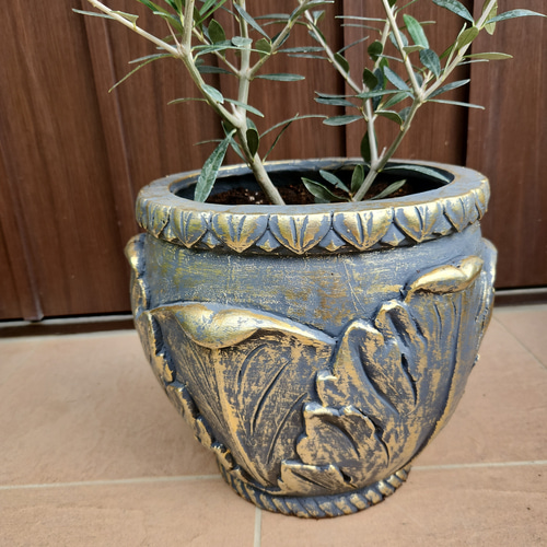 再販♡オリーブの木 エルグレコ お洒落&ゴージャス鉢植え 苗 シンボル