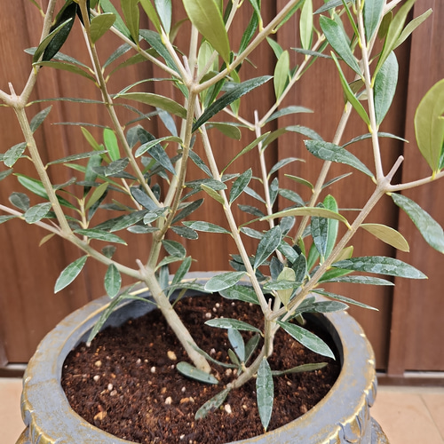 再販♡オリーブの木 エルグレコ お洒落&ゴージャス鉢植え 苗 シンボル