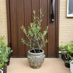 オリーブ　エルグレコ　リボンモチーフテラコッタ鉢植え　苗　シンボルツリー オリーブ エルグレコ リボンモチーフ テラコッタ鉢植え 苗木