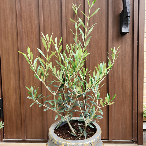 再販♡オリーブの木 エルグレコ お洒落&ゴージャス鉢植え 苗 シンボル