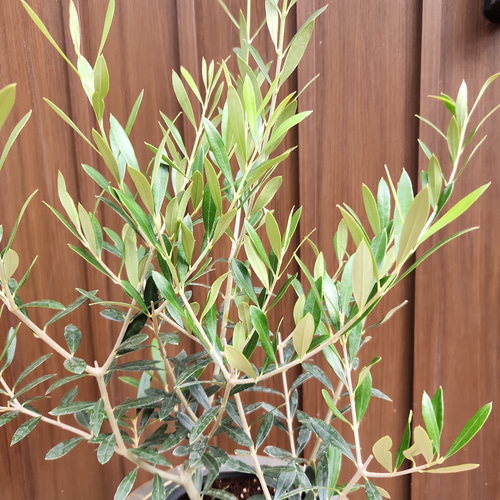 再販♡オリーブの木 エルグレコ お洒落&ゴージャス鉢植え 苗 シンボル