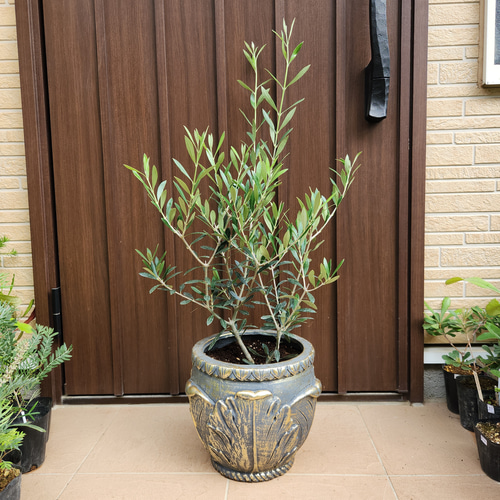 再販♡オリーブの木 エルグレコ お洒落&ゴージャス鉢植え 苗