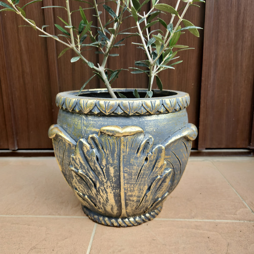 再販♡オリーブの木 エルグレコ お洒落&ゴージャス鉢植え 苗 シンボル