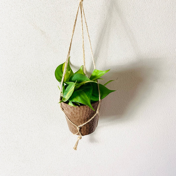 オキシカルジュウム『ブラジル』木の香る鉢　ハンギング　壁掛け　インテリア　観葉植物 1枚目の画像