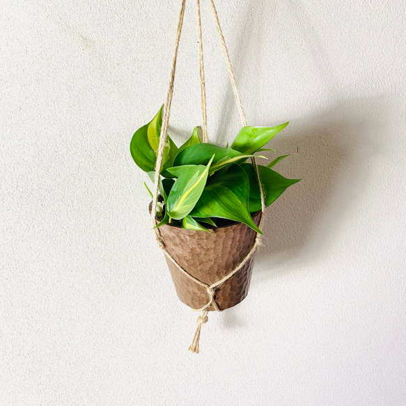 オキシカルジュウム『ブラジル』木の香る鉢　ハンギング　壁掛け　インテリア　観葉植物 4枚目の画像