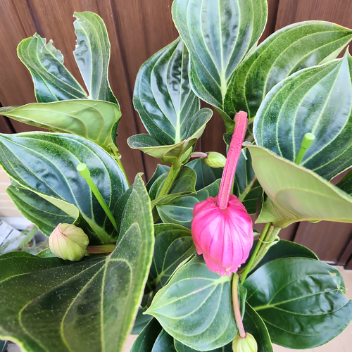 メディニラ マグニフィカ フラメンコ 鉢植え 大苗 個性的 多肉 メディニラ マグニフィカ フラメンコ 鉢植え 大苗 個性的 多肉