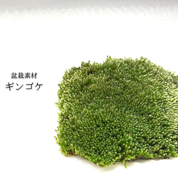 苔テラリウム ホソバオキナゴケ（ミニボトル） その他インテリア雑貨