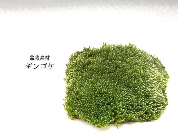 ギンゴケ 盆栽等 その他素材 earth green 通販 17412324｜Creema