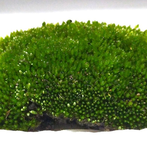 ホソウリゴケ 盆栽素材等 その他素材 earth green 通販 17412376