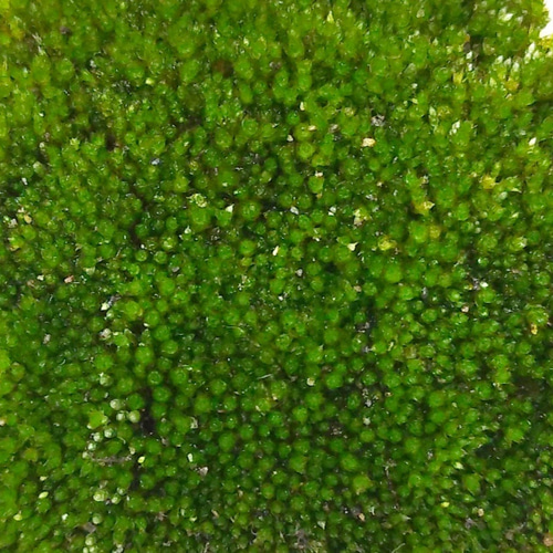 ホソウリゴケ 盆栽素材等 その他素材 earth green 通販 17412376