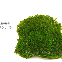 ホソウリゴケのリクエスト用ページ ホソウリゴケ 盆栽素材等 その他素材 earth green 通販 17412376