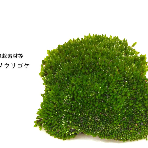 ホソウリゴケ 盆栽素材等 その他素材 earth green 通販 17412376