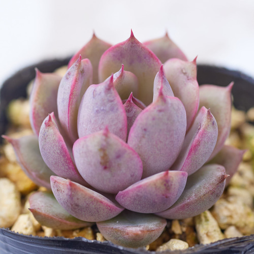 ミリネ 多肉植物 エケベリア 多肉植物 Roots 通販｜Creema(クリーマ 
