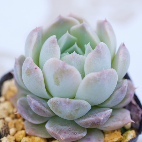 ピュアラブ 多肉植物 エケベリア 多肉植物 Roots 通販 17412668