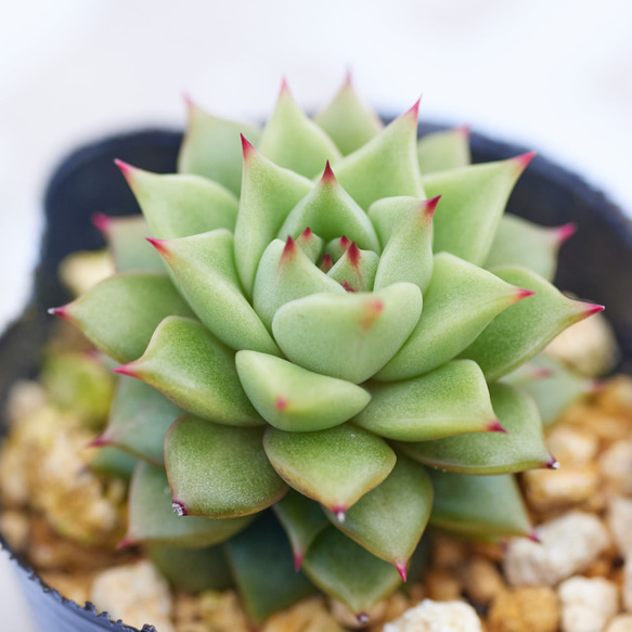 スターキャンディー　多肉植物　エケベリア 1枚目の画像