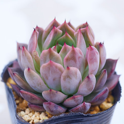 ノマド 多肉植物 エケベリア 多肉植物 Roots 通販 17412716｜Creema