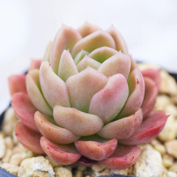 ラズアガ 多肉植物 エケベリア 多肉植物 Roots 通販 17412748｜Creema