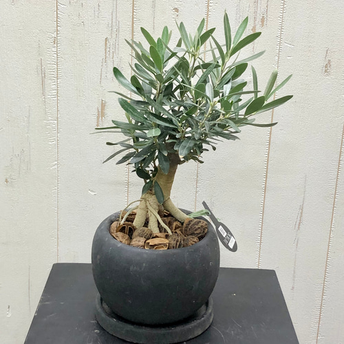 現品】観葉植物 オリーブの木 シプレッシーノ 創樹 9号鉢