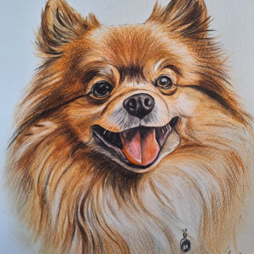 色鉛筆画 ポメラニアン 絵画 makochin 通販 17413394｜Creema