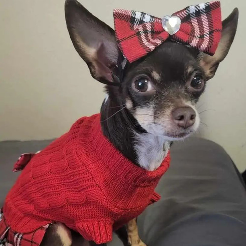 小型犬用 リード穴付き セータードレス ボウタイ付き スカート