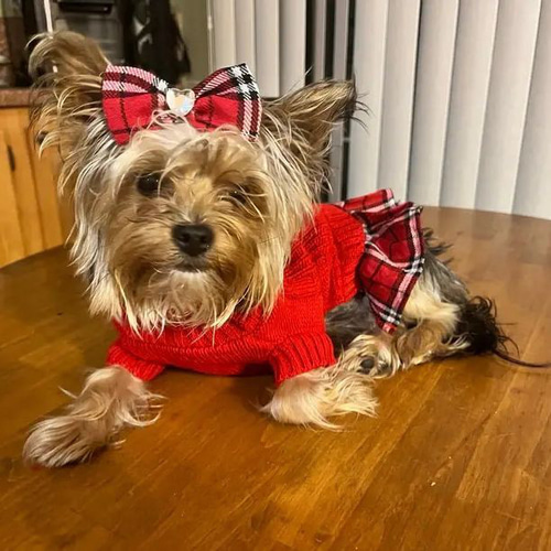 小型犬用 リード穴付き セータードレス ボウタイ付き スカート