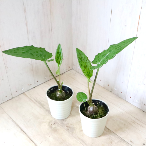 その他観葉植物 Momiji その他観葉植物 Momiji もみじ(モミジ) 観葉