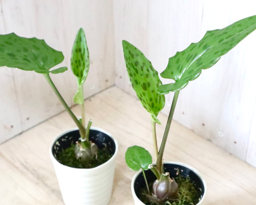 その他観葉植物 moomooo 77cffc36581842ed1182e5b775ef68
