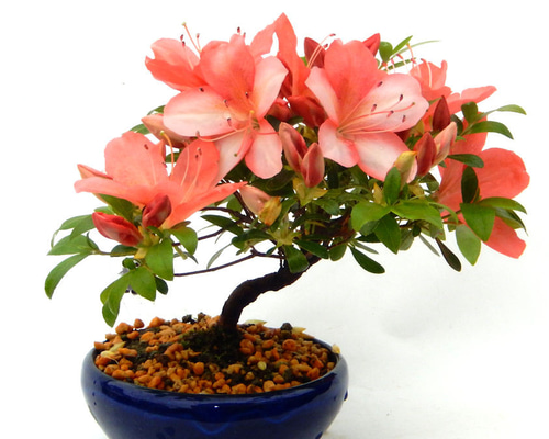 ccbb9adf315711ab0ecb12a8914174