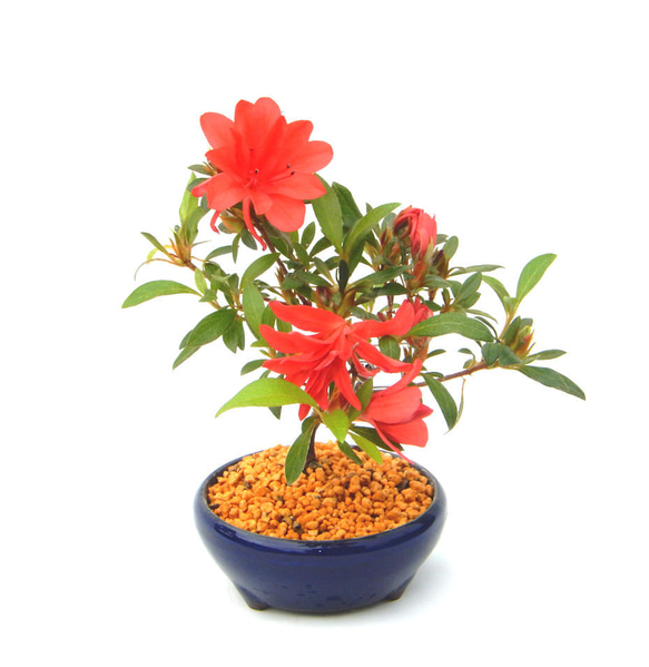 サツキ 盆栽 朱色 楽天市場】盆栽 皐月 明美の月 樹高 約16cm さつき Rhododendron