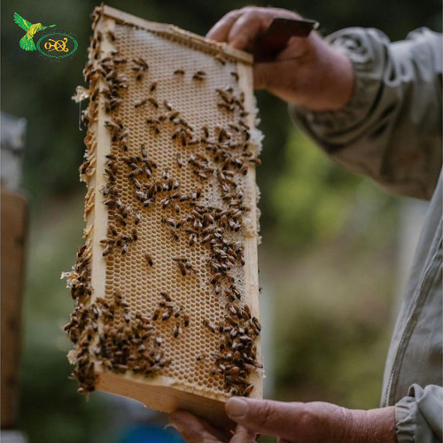 オーストラリア タスマニア島だけで採れるレザーウッドハニー 500g