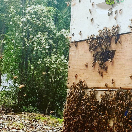 オーストラリア タスマニア島だけで採れるレザーウッドハニー 500g